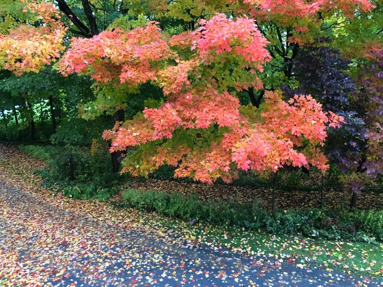 Automne